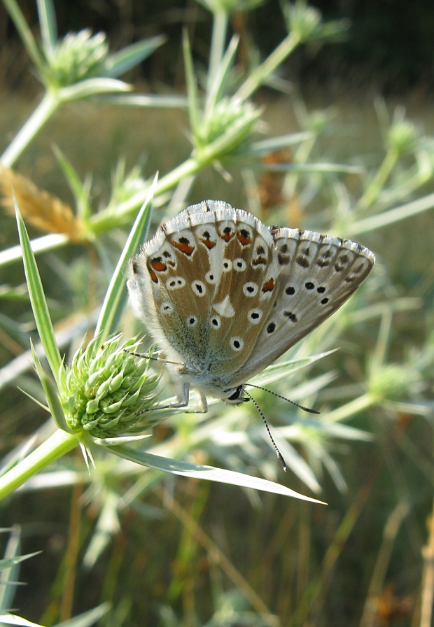 modráčik vikový Polyommatus coridon