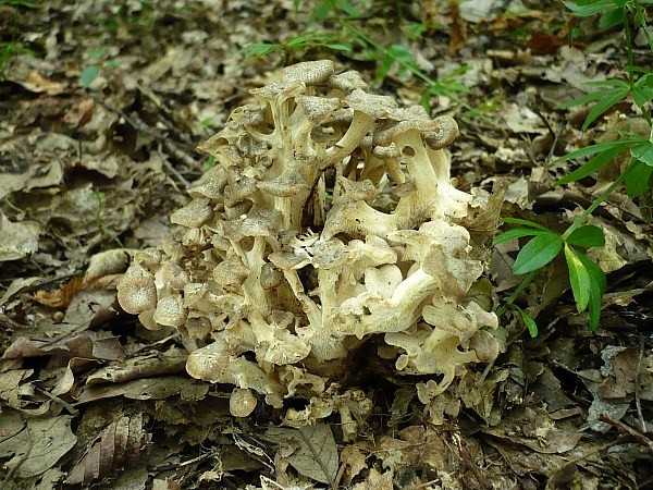 trúdnik klobúčkatý Polyporus umbellatus (Pers.) Fr.