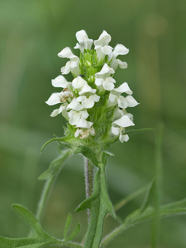 čiernohlávok zastrihovaný Prunella laciniata (L.) L.