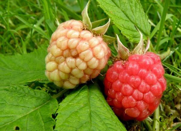 ostružina malinová Rubus idaeus L.