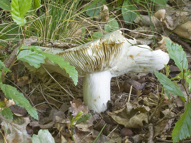 plávka Russula sp.