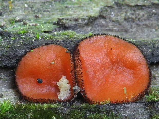 štítovnička Scutellinia sp.