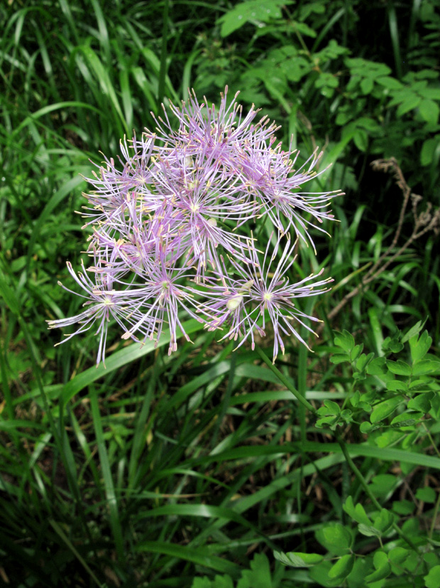 žltuška orlíčkolistá Thalictrum aquilegiifolium L.