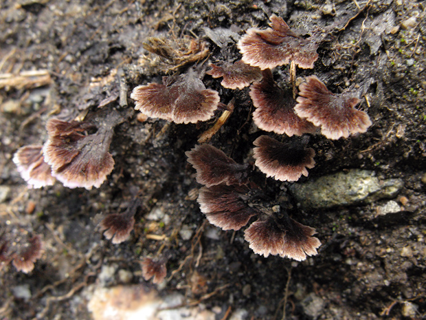 plesňovka klinčekovitá Thelephora caryophyllea (Schaeff.) Pers.