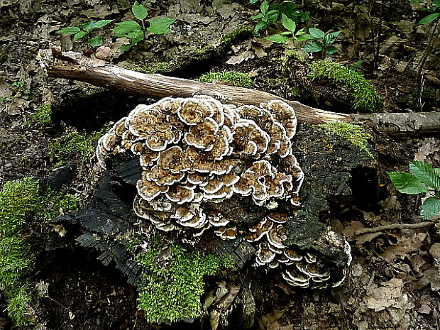 trúdnikovec pestrý Trametes versicolor (L.) Lloyd