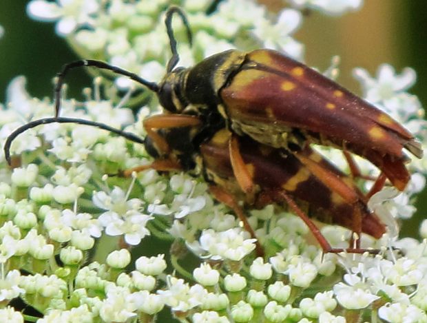 fuzac Typocerus velutinus