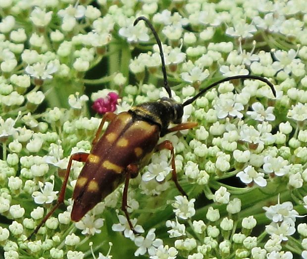 fuzac Typocerus velutinus