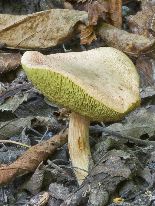 suchohríb žltomäsový Xerocomellus chrysenteron (Bull.) Šutara