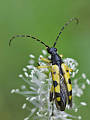 fúzač škvrnitý (Rutpela maculata)