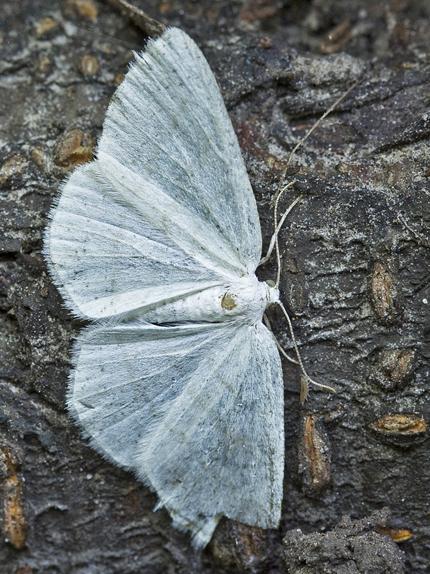 lisnatka biela (Cabera pusaria)