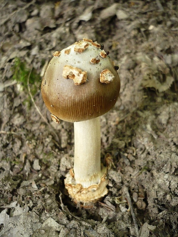 muchotrávka chrastavá Amanita ceciliae (Berk. & Broome) Bas