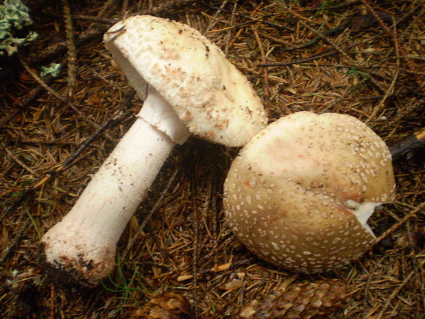 muchotrávka červenkastá Amanita rubescens Pers.