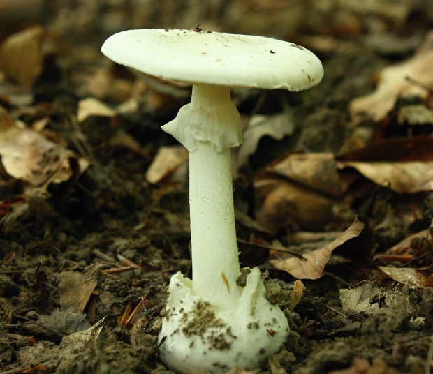 muchotrávka biela Amanita verna (Bull.) Lam.