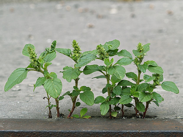 láskavec ohnutý Amaranthus retroflexus L.