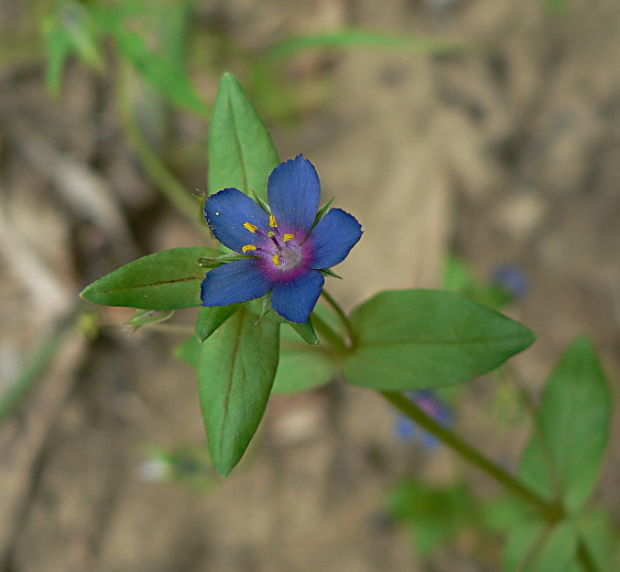 drchnička belasá - drchnička modrá Anagallis foemina Mill.