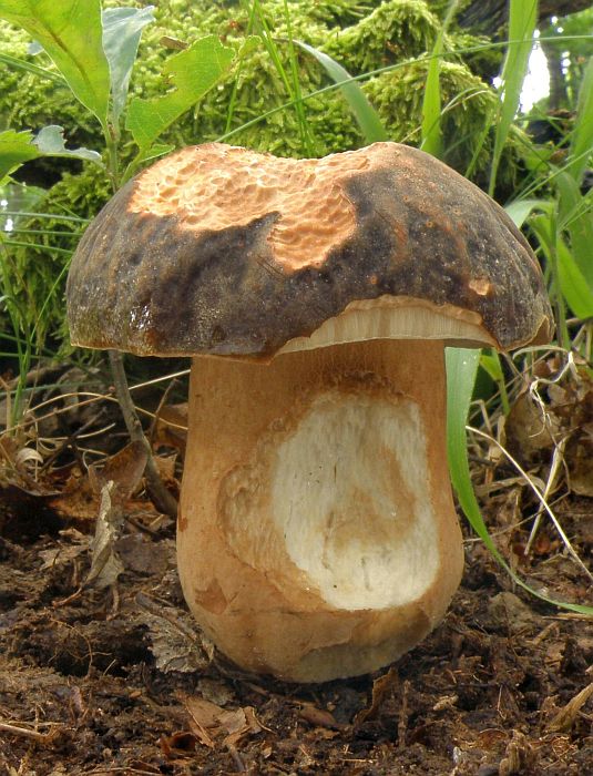 hríb bronzový Boletus aereus Bull. ex Fr.