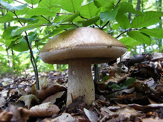 hríb dubový Boletus reticulatus Schaeff.