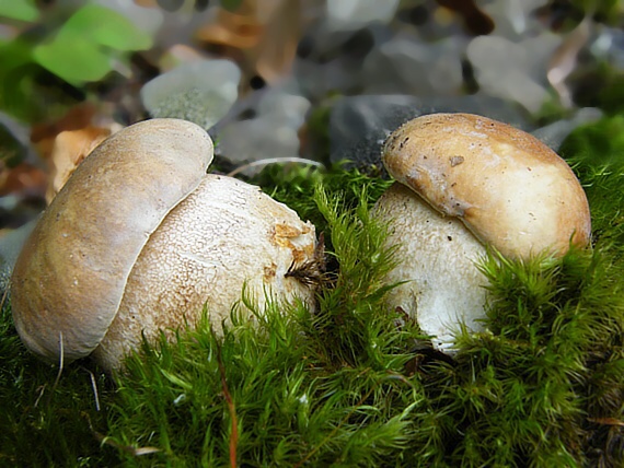 hríb dubový Boletus reticulatus Schaeff.