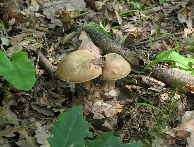 hríb dubový Boletus reticulatus Schaeff.