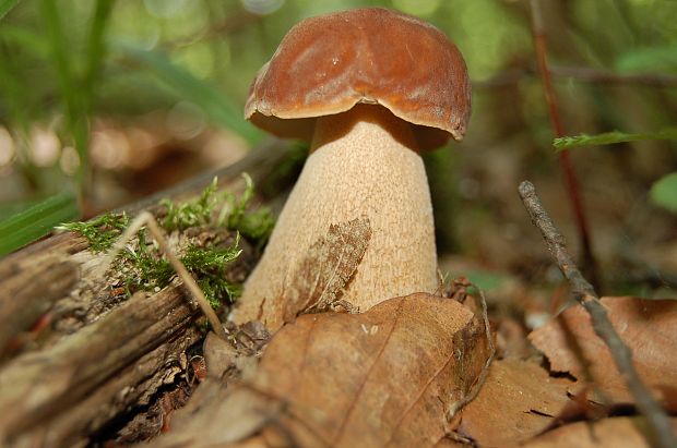 hríb dubový Boletus reticulatus Schaeff.