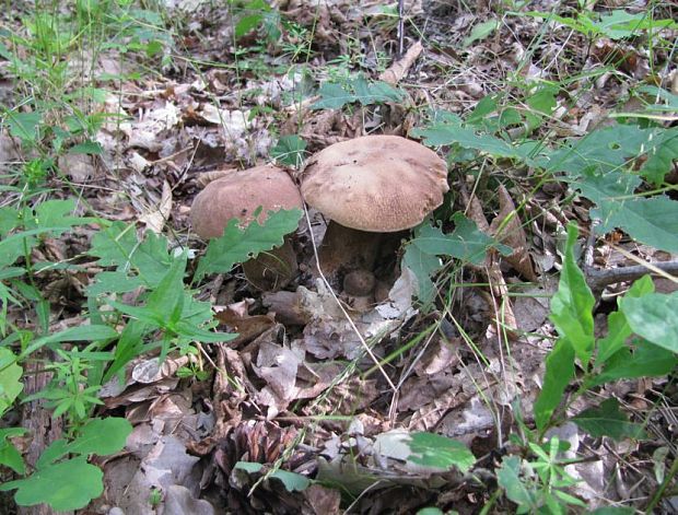 hríb Boletus sp.