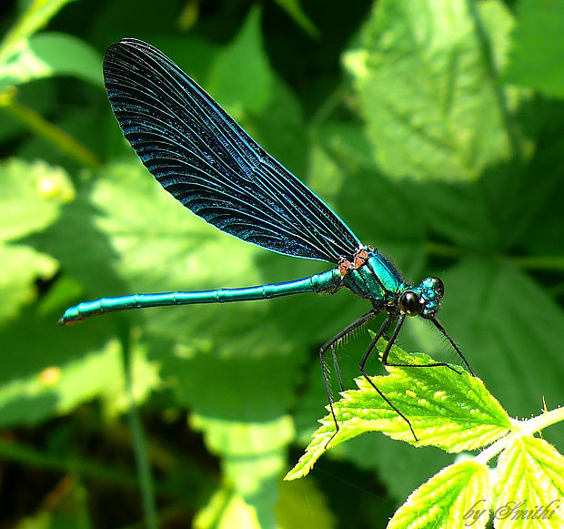 hadovka obycajna Calopteryx virgo