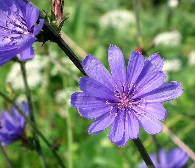 čakanka obyčajná Cichorium intybus L.