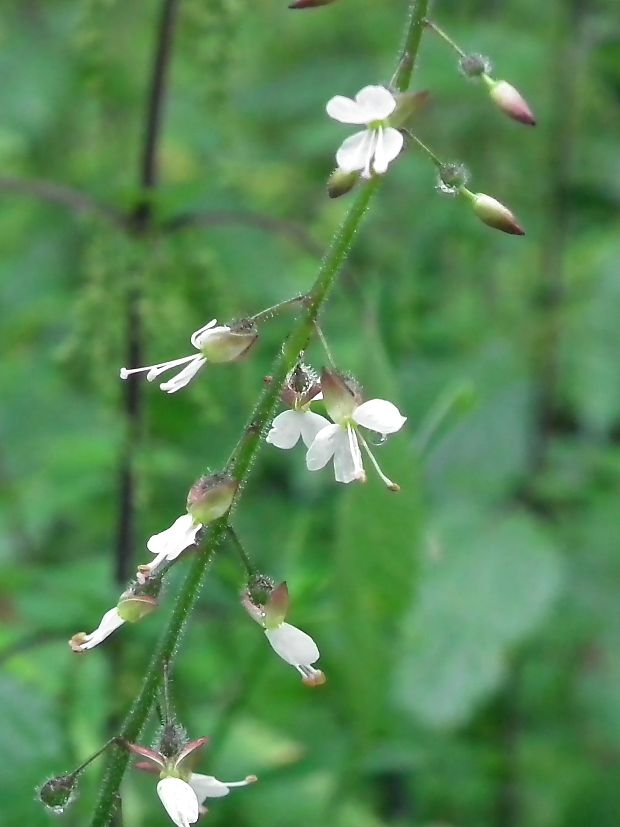 čarovník alpínsky Circaea alpina L.