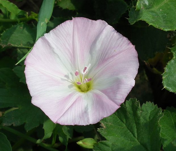 pupenec roľný Convolvulus arvensis L.