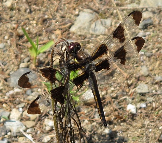 vazka Epitheca princeps