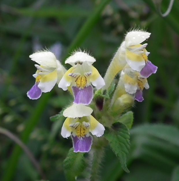 konopnica úhľadná Galeopsis speciosa Mill.