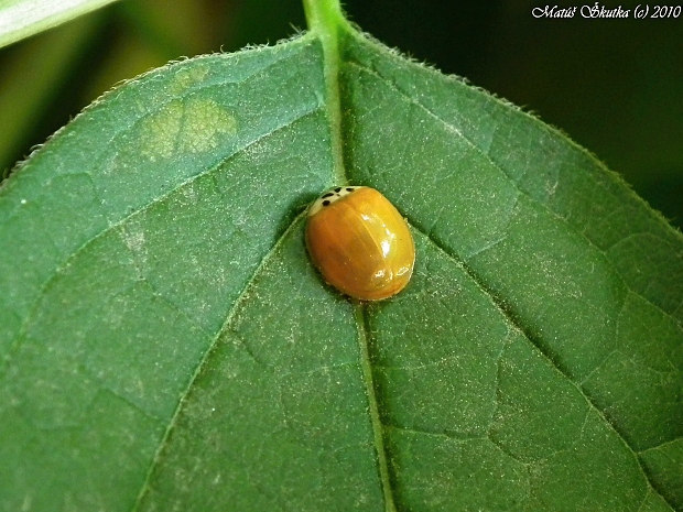 lienka Harmonia axyridis var. siccoma