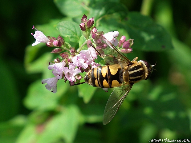 pestrica Helophilus pendulus (Linnaeus, 1758)