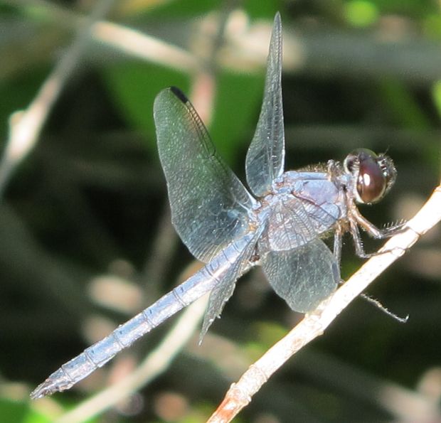 vazka Libellula incesta