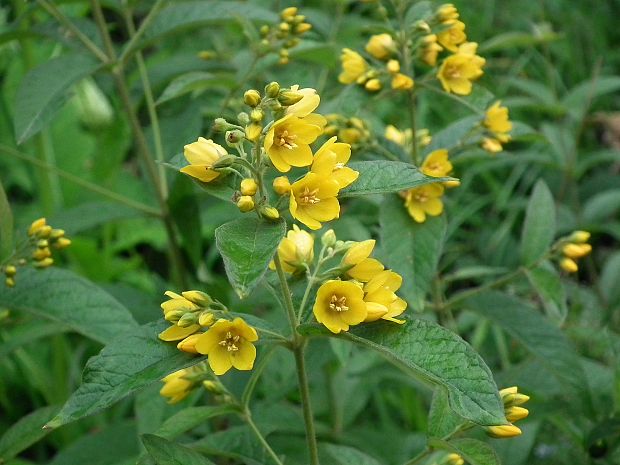 čerkáč obyčajný Lysimachia vulgaris L.