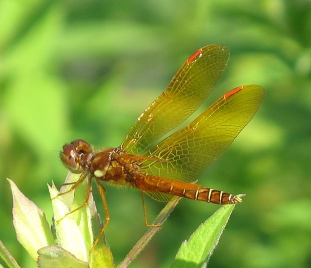 vazka Perithemis tenera