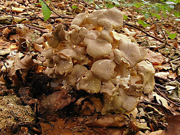 trúdnik klobúčkatý Polyporus umbellatus (Pers.) Fr.