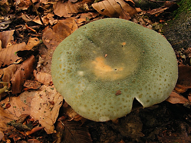 plávka zelenkastá Russula virescens (Schaeff.) Fr.