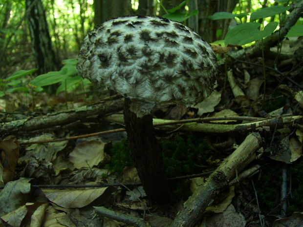 šiškovec šupinatý Strobilomyces strobilaceus (Scop.) Berk.