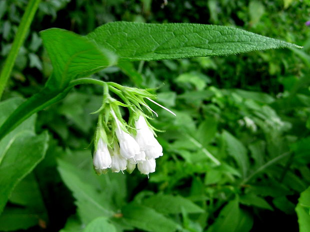 kostihoj lekársky - albín Symphytum officinale L.