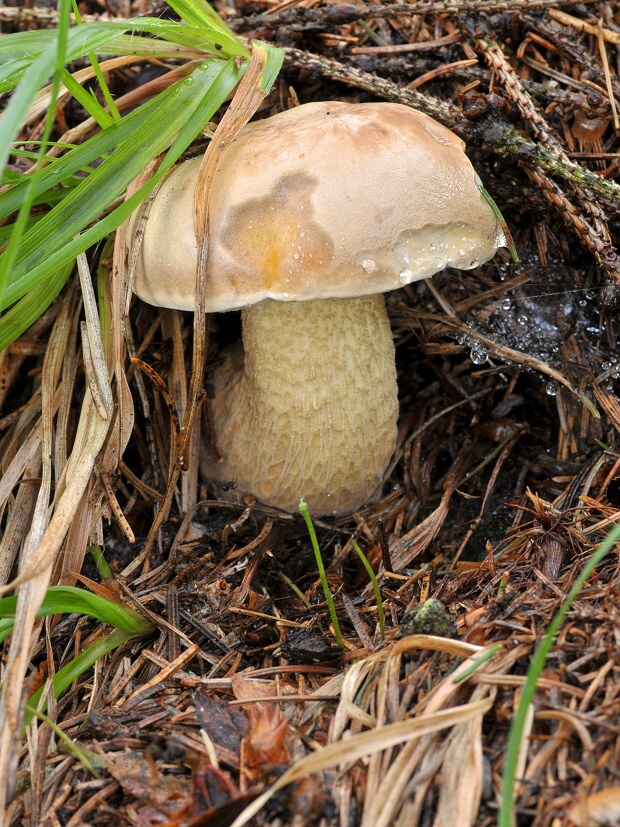 podhríb žlčový Tylopilus felleus (Bull.) P. Karst.