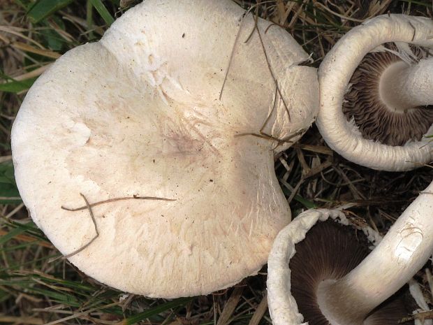 pečiarka poľná? Agaricus campestris L.