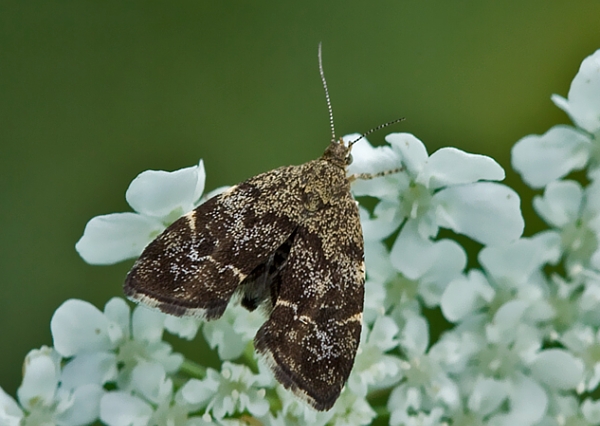 listomôľka Fabriciova Anthophila fabriciana