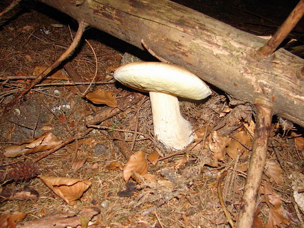 hríb smrekový Boletus edulis Bull.