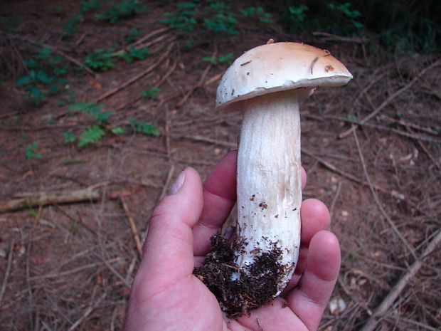 hríb smrekový Boletus edulis Bull.