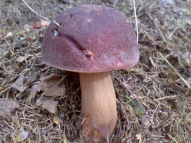 hríb sosnový Boletus pinophilus Pil. et Dermek in Pil.