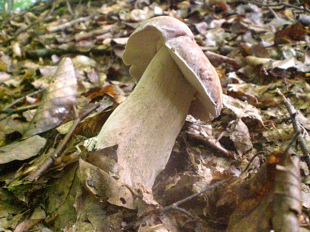 hríb dubový Boletus reticulatus Schaeff.