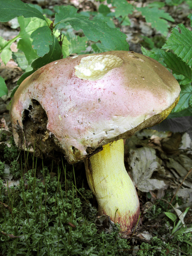 hríb kráľovský Butyriboletus regius (Krombh.) D. Arora & J.L. Frank