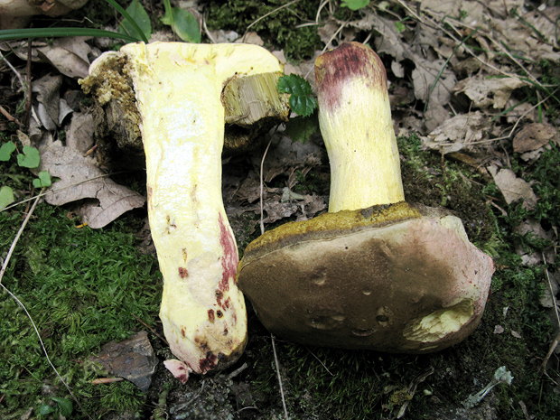 hríb nádherný Butyriboletus regius (Krombh.) D. Arora & J.L. Frank