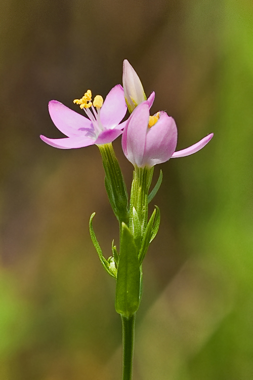 zemežlč menšia Centaurium erythraea Rafn